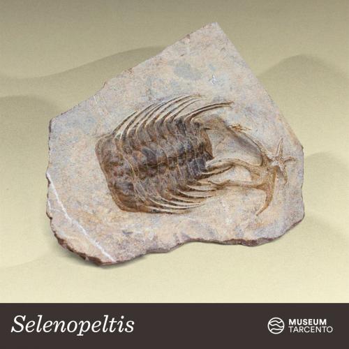 Selenopeltis